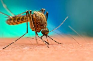ОПАСАН ЕКСПЕРИМЕНТ: У природу пуштају 750 милиона генетски модификованих комараца