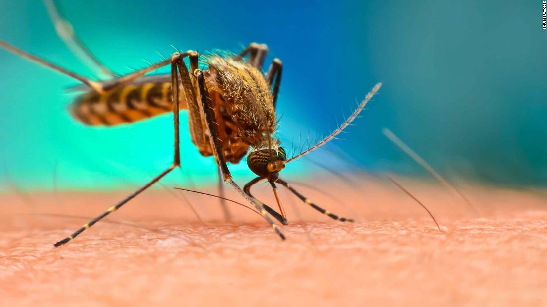 ОПАСАН ЕКСПЕРИМЕНТ: У природу пуштају 750 милиона генетски модификованих комараца