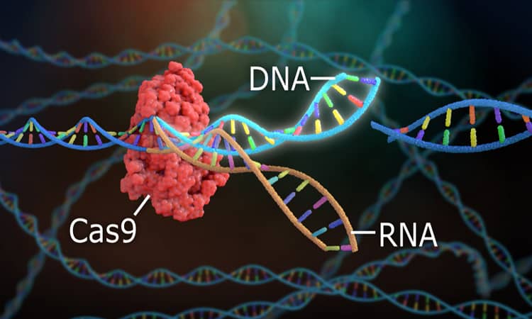 Сецкање и уништавање гена: Представљена нова научна техника