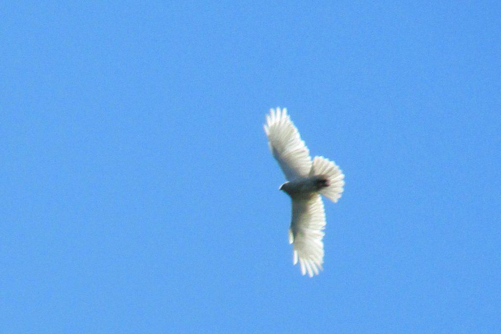 НЕСТВАРНО – птица анђеоских крила код Шида