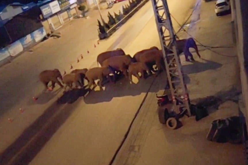 Крдо дивљих слонова руши све пред собом: Кинески град бране стотине људи и дронови (видео, фото)