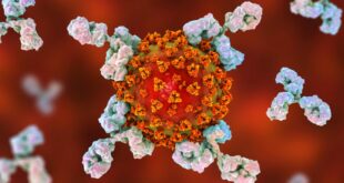 Откривено антитело које може неутралисати све познате мутације коронавируса