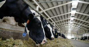 Сточари у Србији продају краве због ниске откупне цене млека