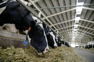 Сточари у Србији продају краве због ниске откупне цене млека