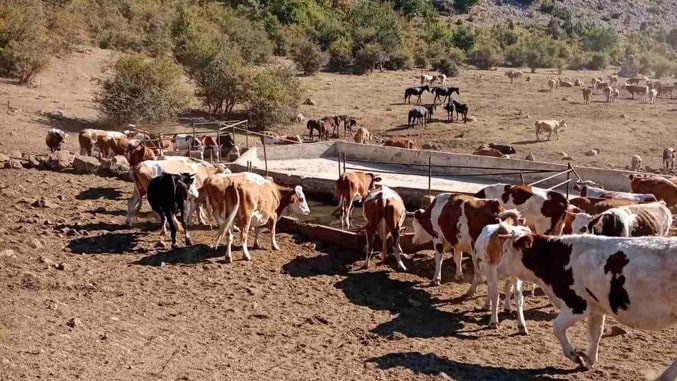 Стара планина: Стиже вода за жедне краве и коње