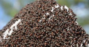 Хоћемо ли постати „колонија слепих мрава“?