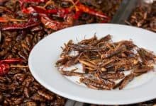 После скакаваца и црва нови инсект на менију: ЕУ прогласила цврчке новом храном за људе