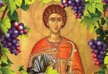 На Светог Трифуна резањем винове лозе почели радови у виноградима (видео)