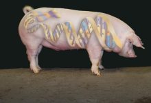 Већина увезене свињетине и живих свиња у Србију је ГМО порекла
