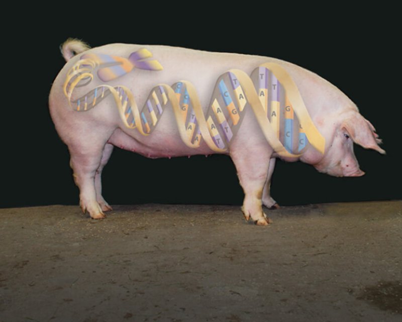 Већина увезене свињетине и живих свиња у Србију је ГМО порекла