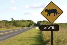 Суспендована потрага за црним пантером у Апатину!
