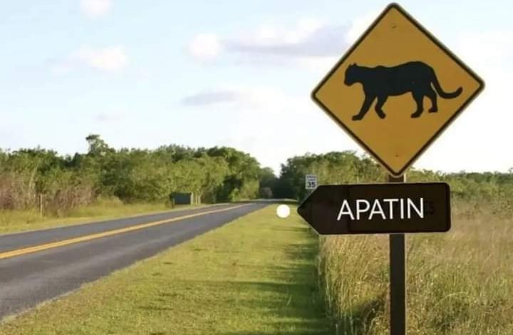 Суспендована потрага за црним пантером у Апатину!