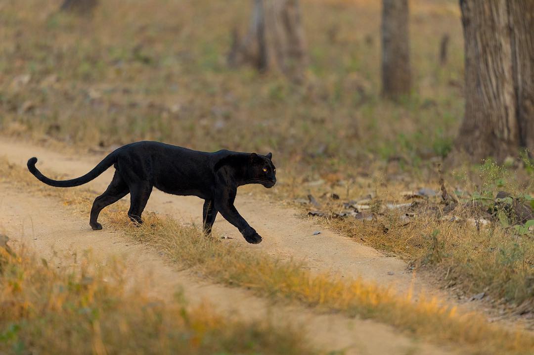 Одакле је црни пантер виђен у околини Апатина?