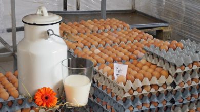 Србија: За годину дана највише поскупели млеко, сир и јаја, и то за 43,3 одсто