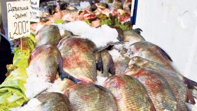 Домаће рибарство пропада, a Хрватска даје евро по килограму шарана извезеног у Србију