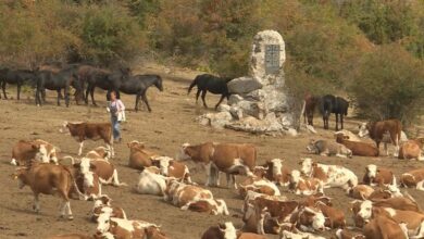 Око 1.000 крава и 300 коња на Сувој планини поново без воде (видео)