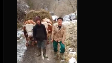 Ево како се данас живи у куршумлијским селима која су препуштена сама себи! (видео) Ево како се данас живи у куршумлијским селима која су препуштена сама себи! (видео)
